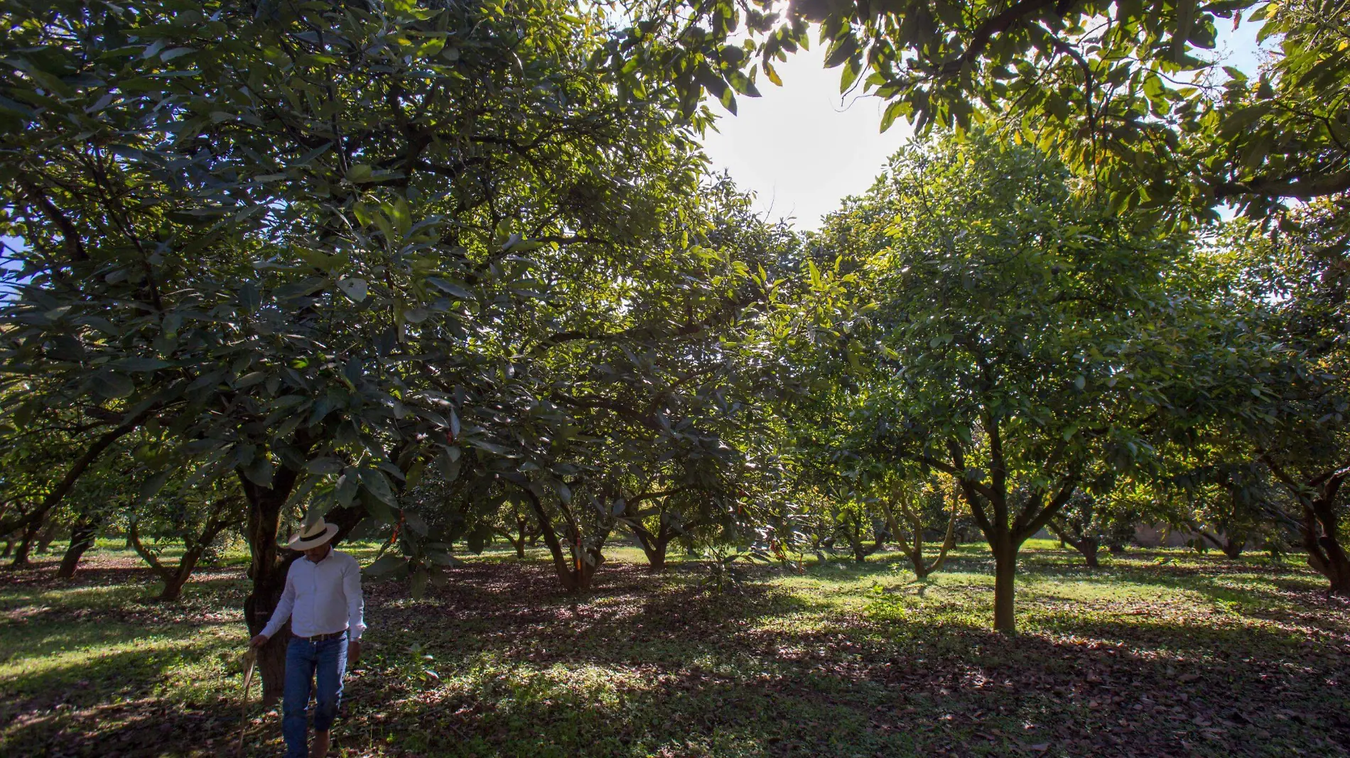 huerta de aguacate adij